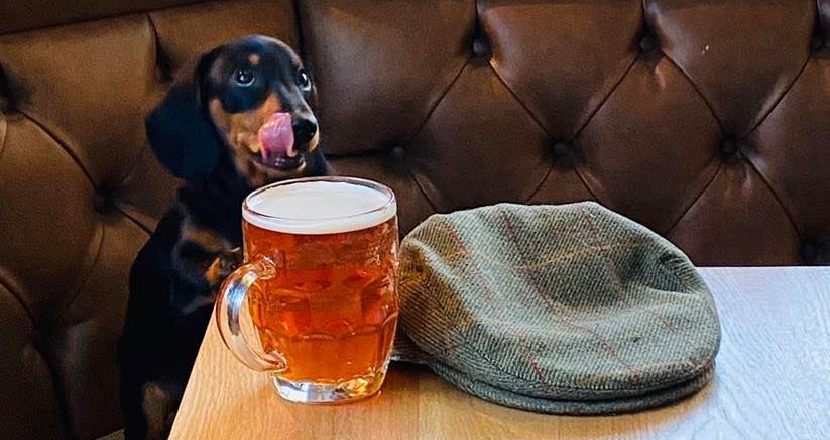 A dog drinking a pint of beer with a flat cap