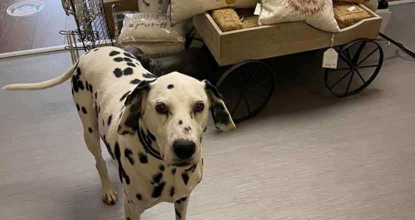 A dog from Two Spotty Dogs