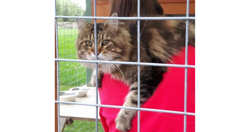 Field Cottage Cattery