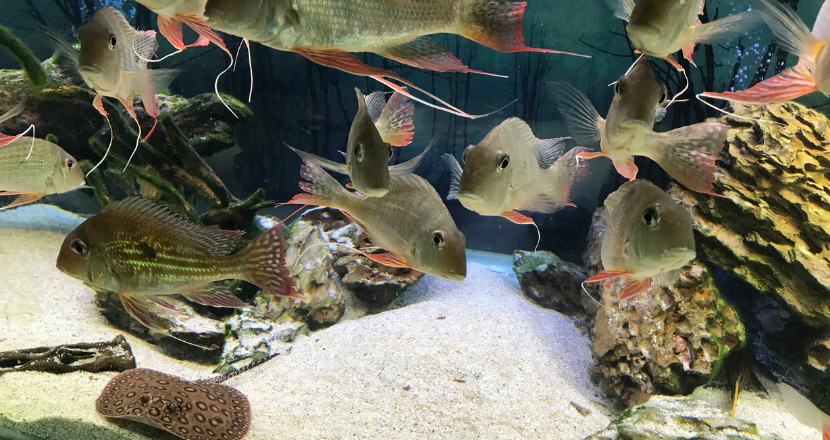 fish swimming in a tank