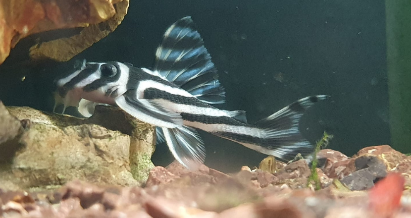 fish swimming in a tank