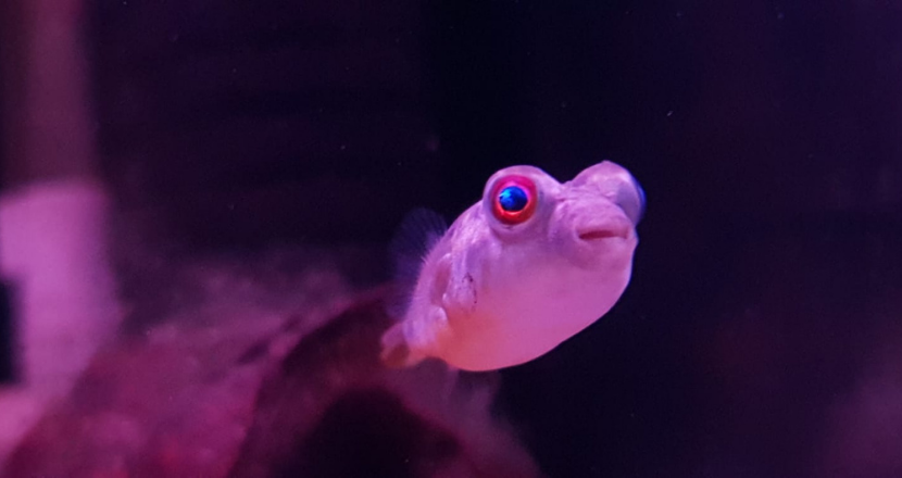 fish swimming in a tank