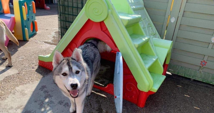 dogs at the doggie daycare