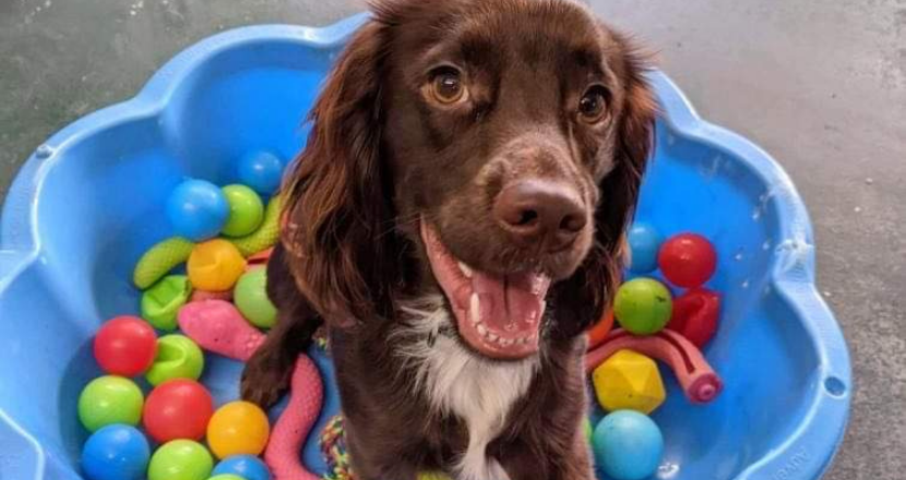 dogs at the doggie daycare