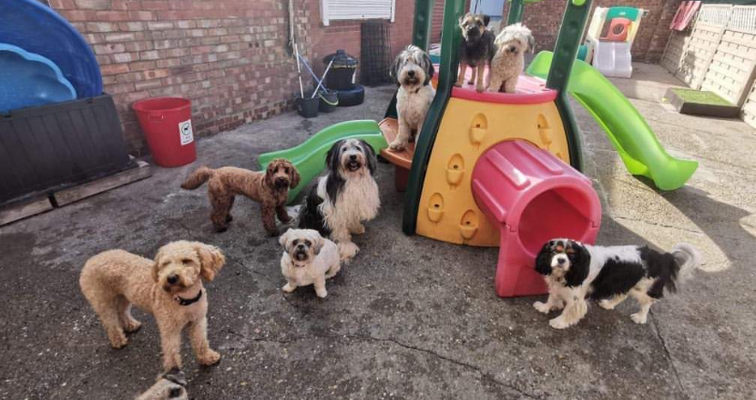 dogs at the doggie daycare