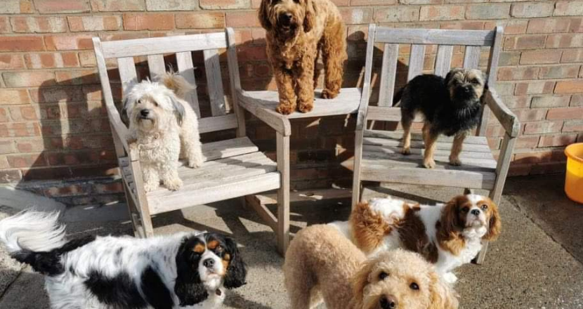 dogs at the doggie daycare