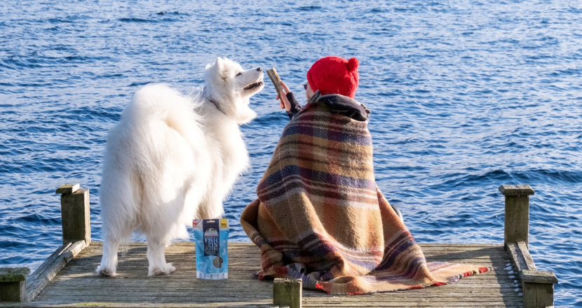 child feeding dog